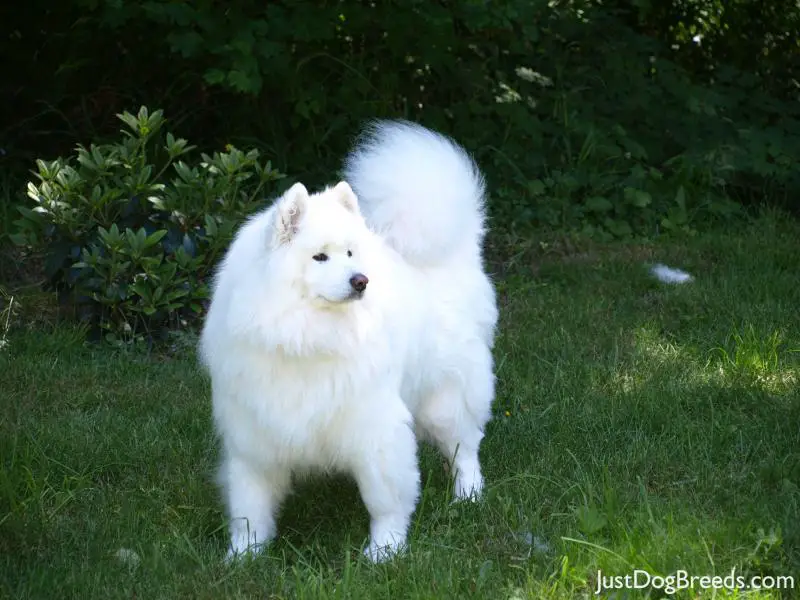 Breeze - Samoyed - Dog Breeds