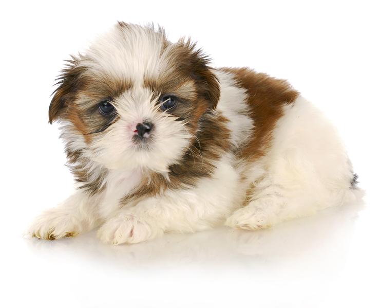 Shih-tzu9.jpg - Shih Tzu - Dog Breeds