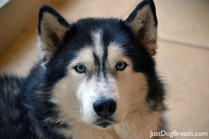 king cuddly husky