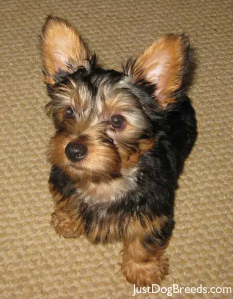 Brutus - Silky Terrier - Dog Breeds