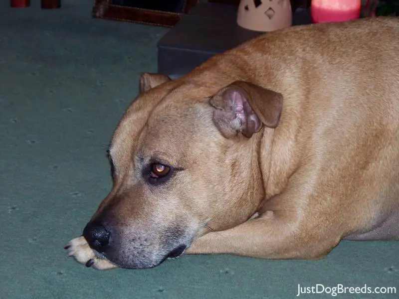 Dexter - Staffordshire Bull Terrier - Dog Breeds