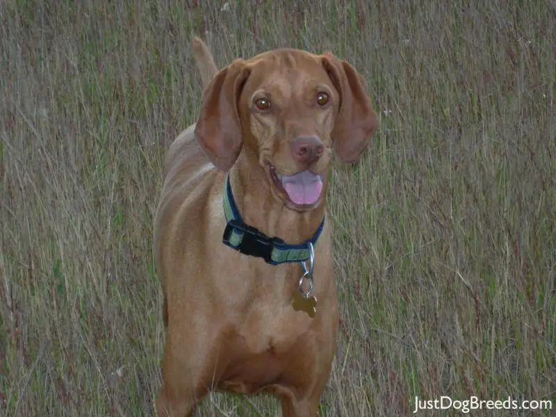 Abundance Vizsla Dog Breeds