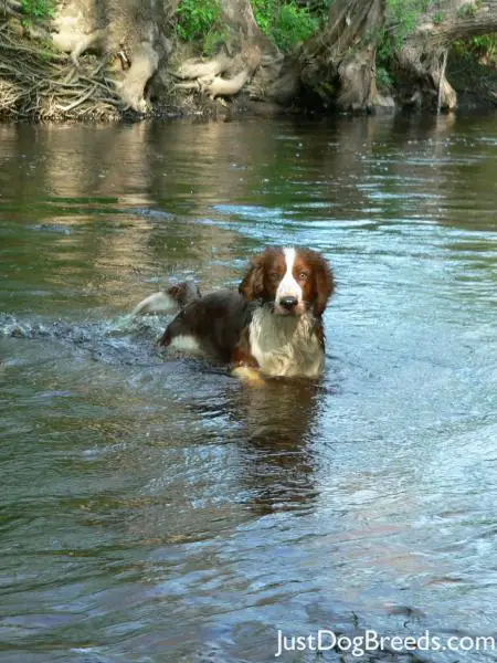 Baby Soft Adea Tofy - Welsh Springer Spaniel - Dog Breeds