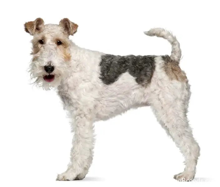 Wire Fox Terrier Breed Wire Fox Terrier Next | Dog Breeds Picture