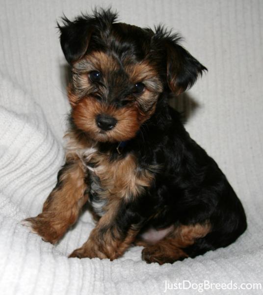 Rocky - Yorkshire Terrier - Dog Breeds